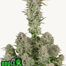 BRUCE BANNER Auto